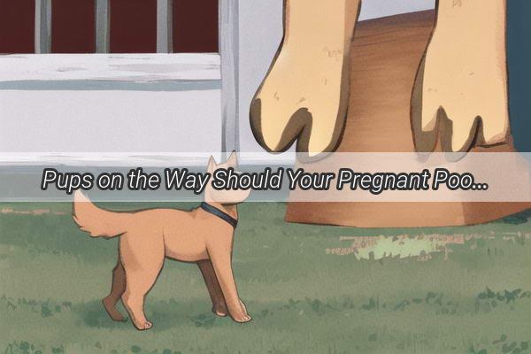 Pups on the Way Should Your Pregnant Pooch Stay on the Move